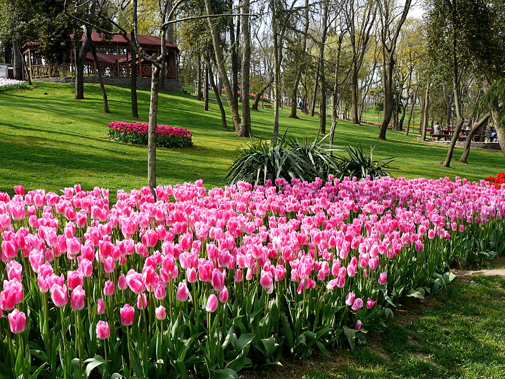 The tulip time in Istanbul